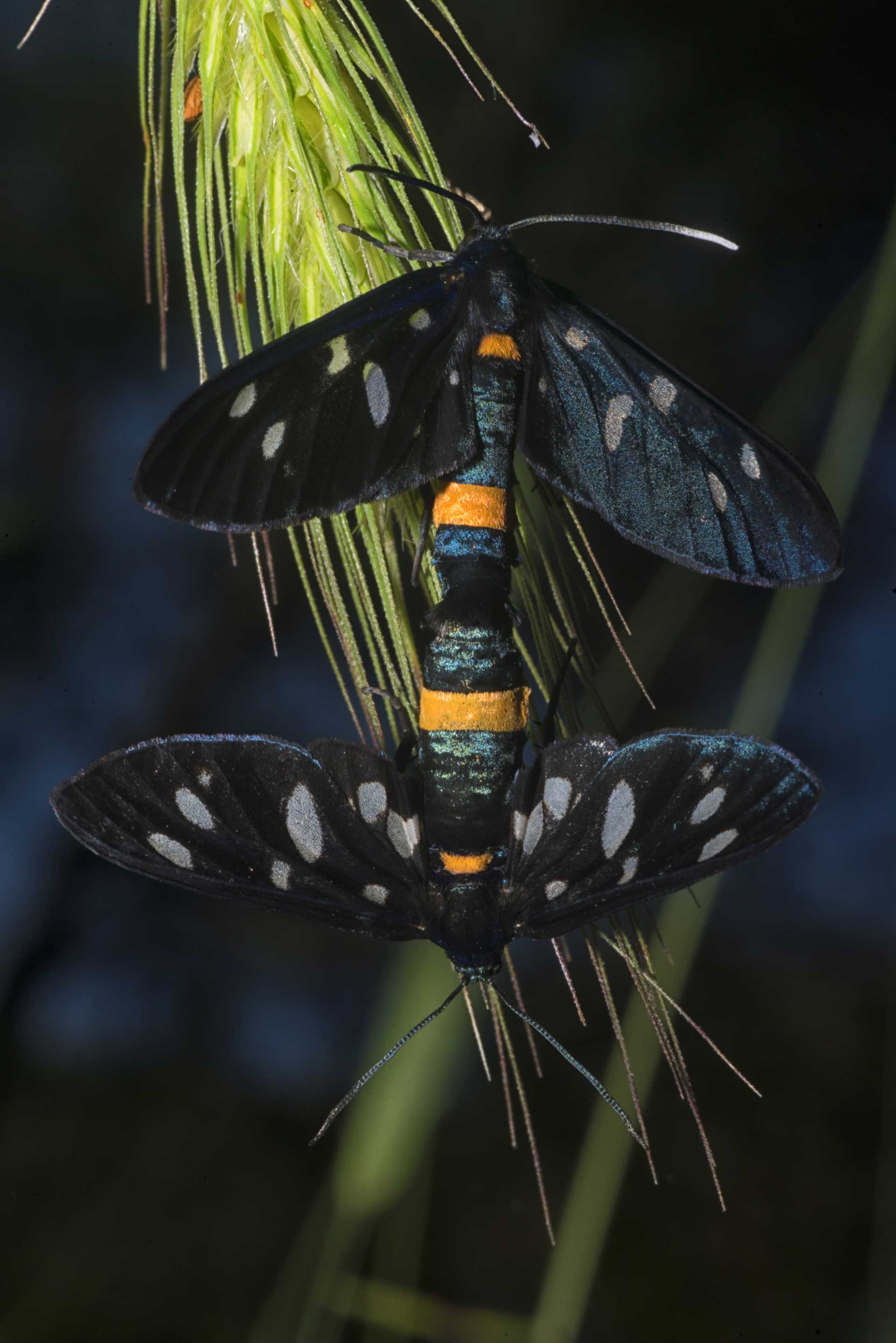 L''Amata phegea, un tipico caso di mimetismo mulleriano